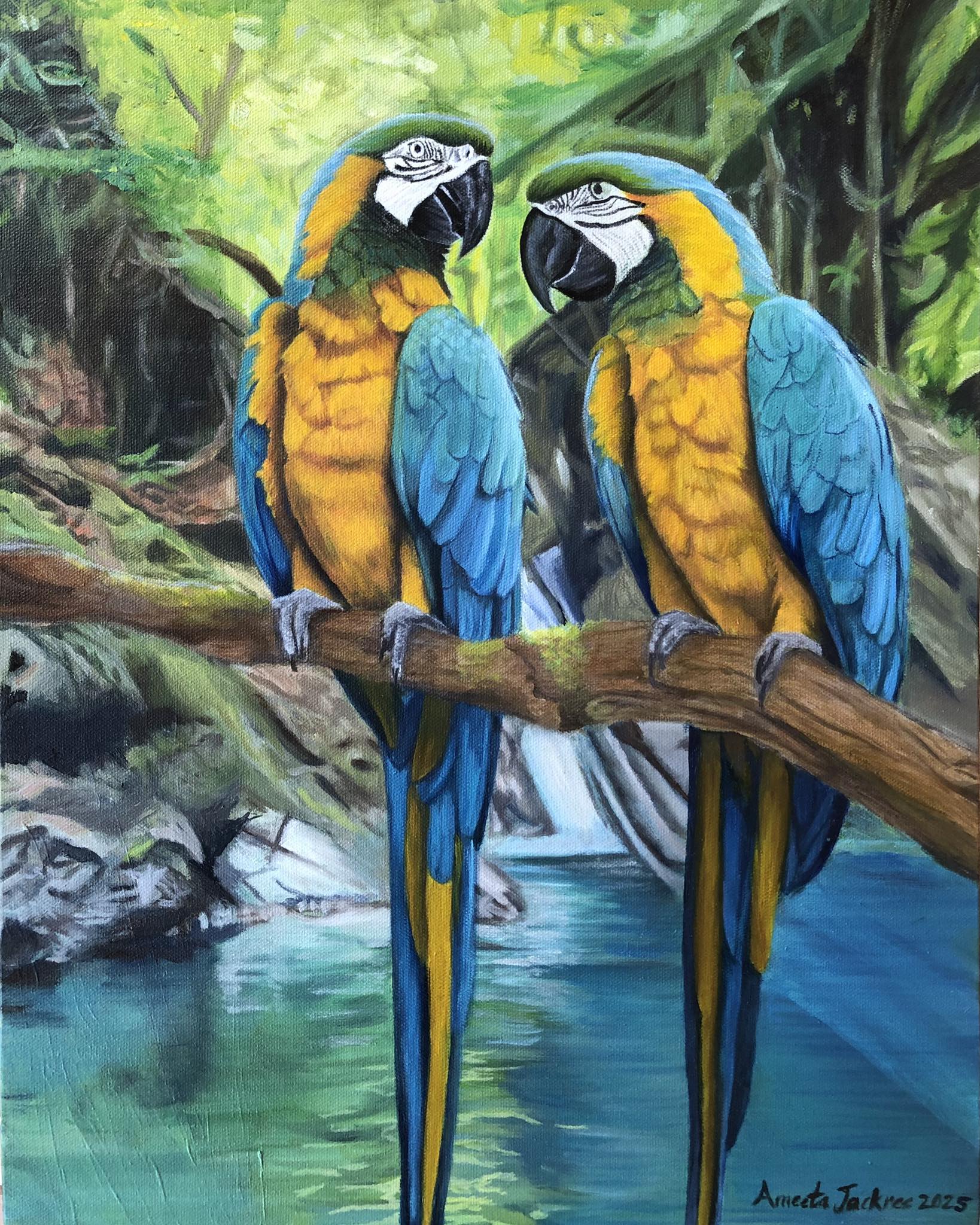 Macaws